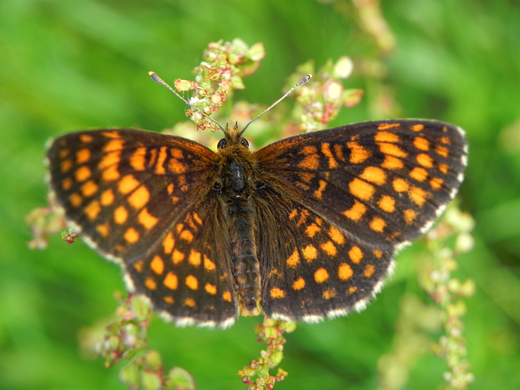 Przeplatka atalia (Melitaea athalia)