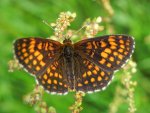 Przeplatka atalia (Melitaea athalia)