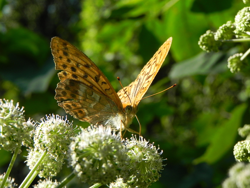 Perłowiec malinowiec, dostojka malinowiec (Argynnis paphia)