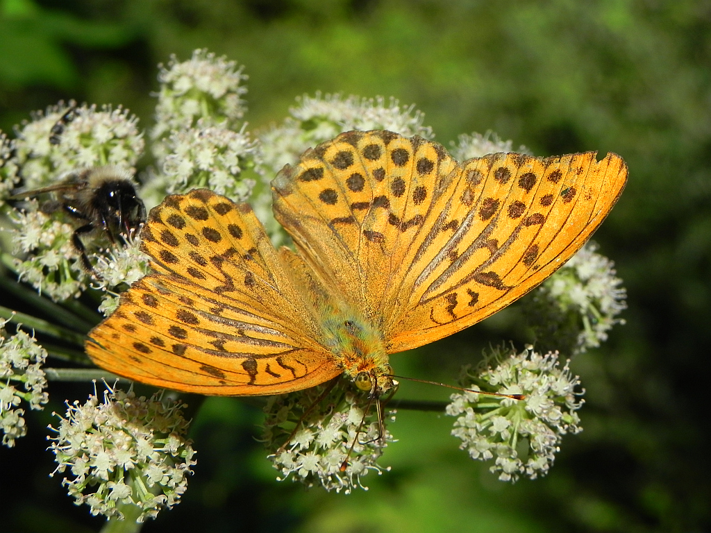 Perłowiec malinowiec, dostojka malinowiec (Argynnis paphia)