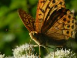 Perłowiec malinowiec, dostojka malinowiec (Argynnis paphia)