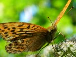 Perłowiec malinowiec, dostojka malinowiec (Argynnis paphia)