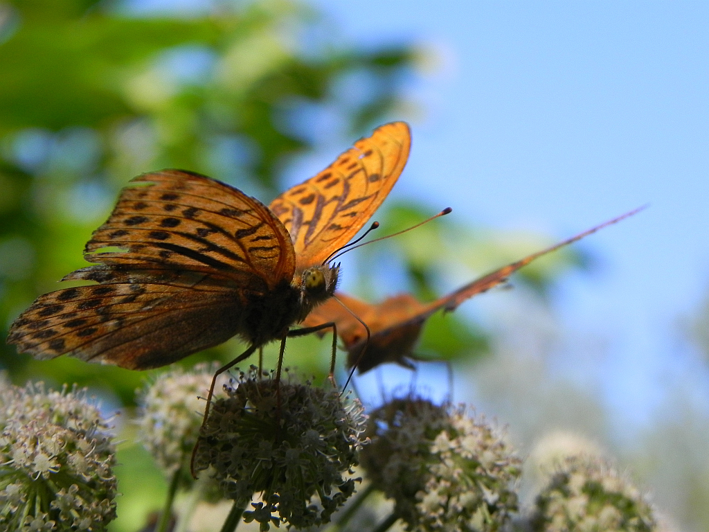 Perłowiec malinowiec, dostojka malinowiec (Argynnis paphia)