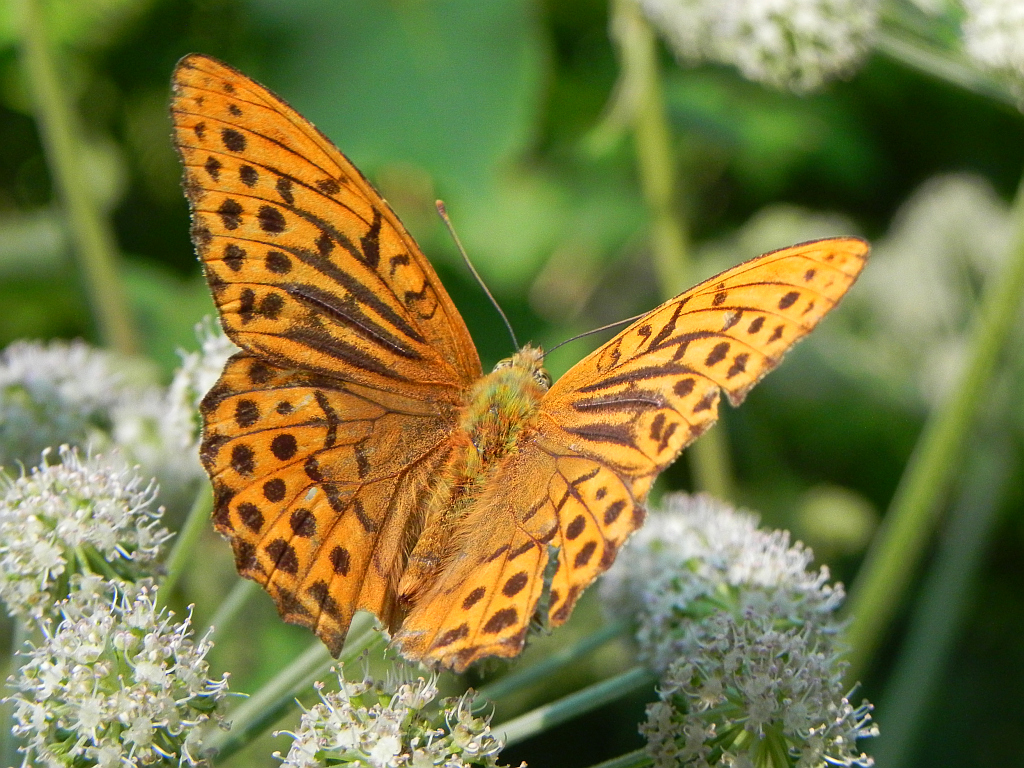 Perłowiec malinowiec, dostojka malinowiec (Argynnis paphia)