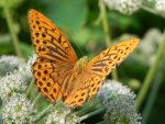 Perłowiec malinowiec, dostojka malinowiec (Argynnis paphia)