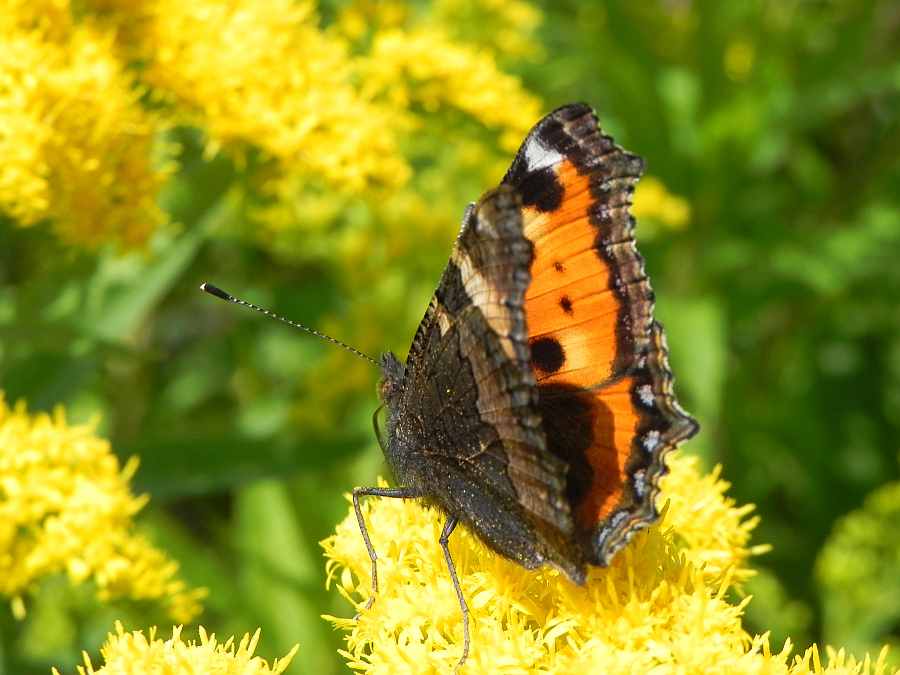 Rusałka pokrzywnik (Aglais urticae)