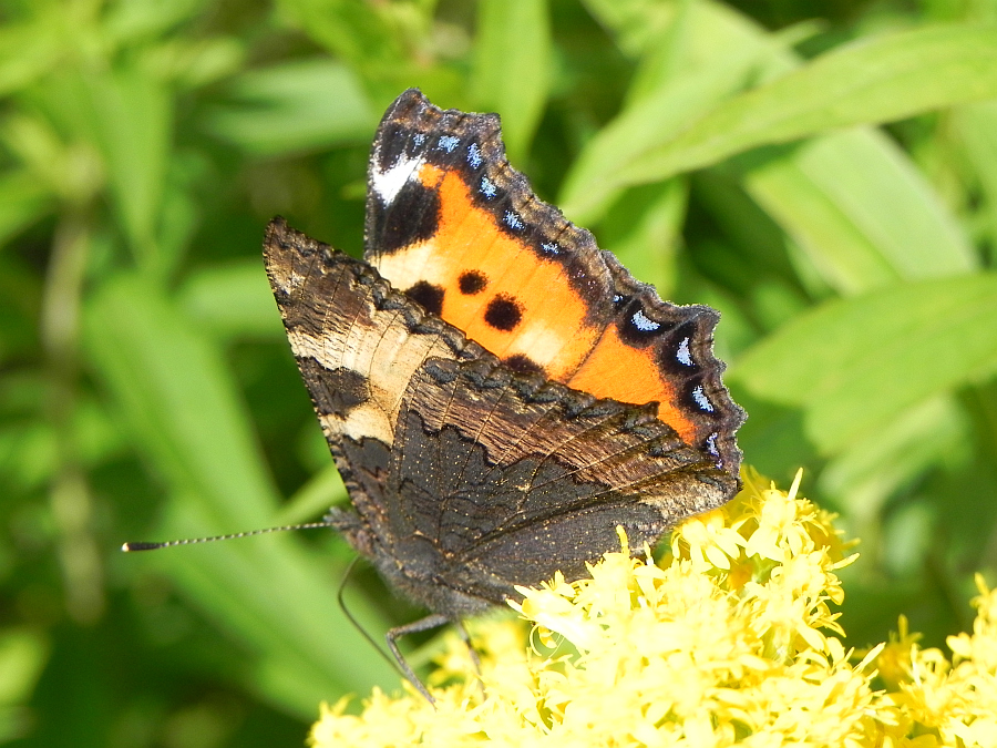 Rusałka pokrzywnik (Aglais urticae)
