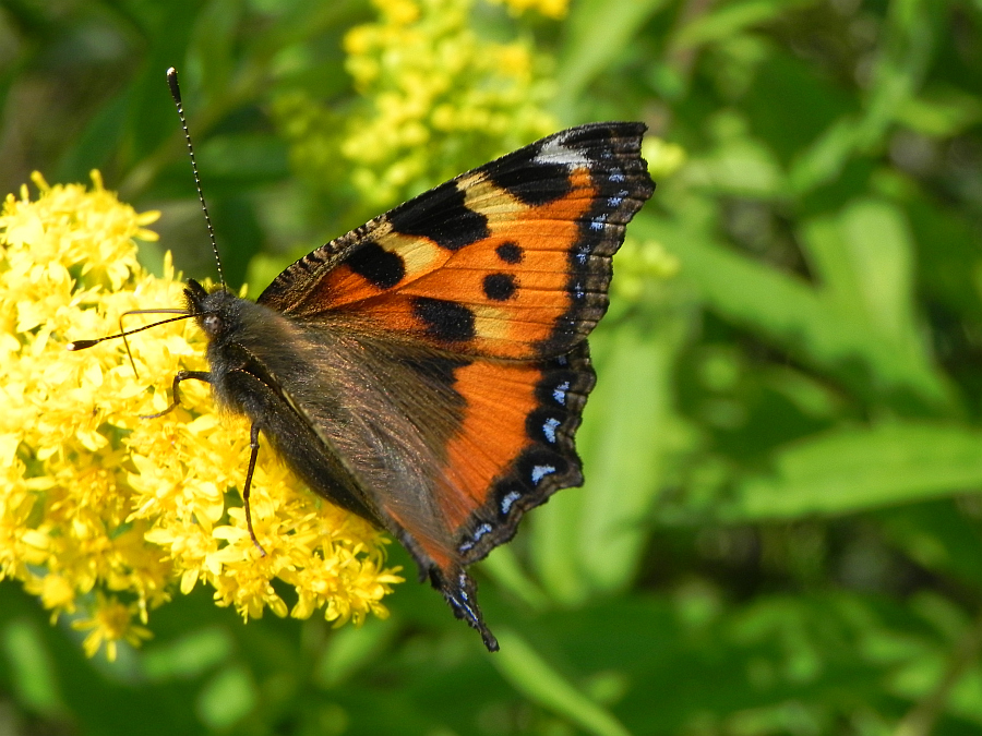 Rusałka pokrzywnik (Aglais urticae)