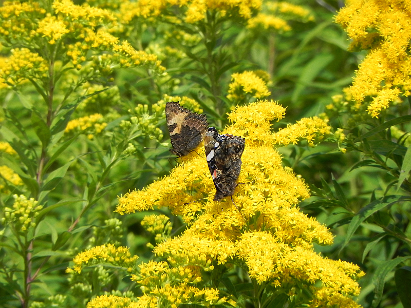 Rusałki pokrzywnik i admirał