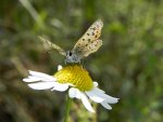 Czerwończyk uroczek (Lycaena tityrus, syn. Heodes tityrus)