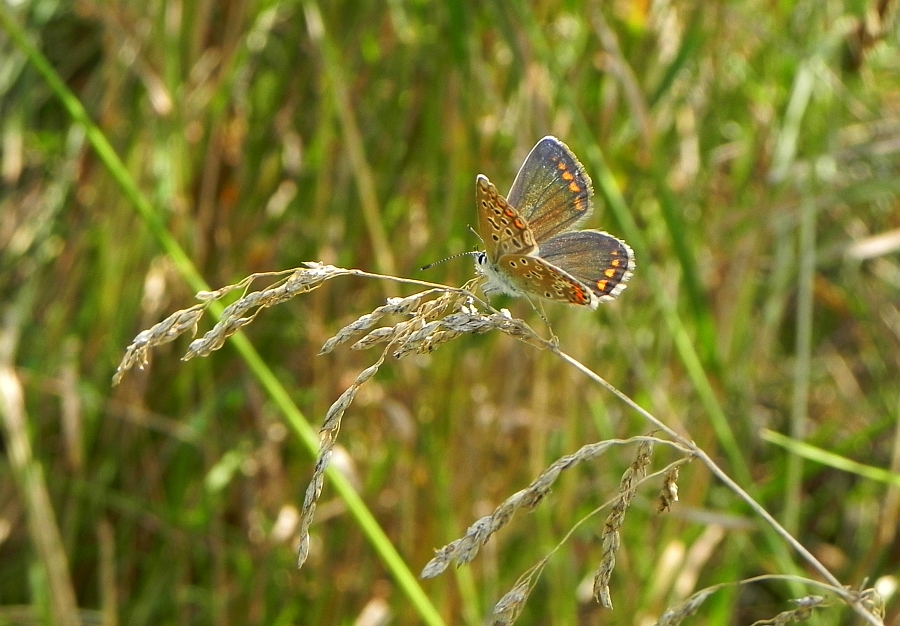 Modraszek adonis (Lysandra bellargus, Polyommatus bellargus)