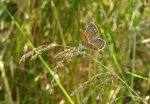 Modraszek adonis (Lysandra bellargus, Polyommatus bellargus)