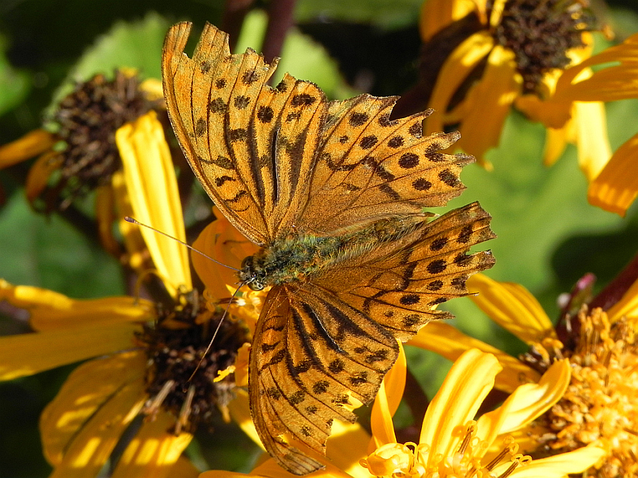 Perłowiec malinowiec, dostojka malinowiec (Argynnis paphia)