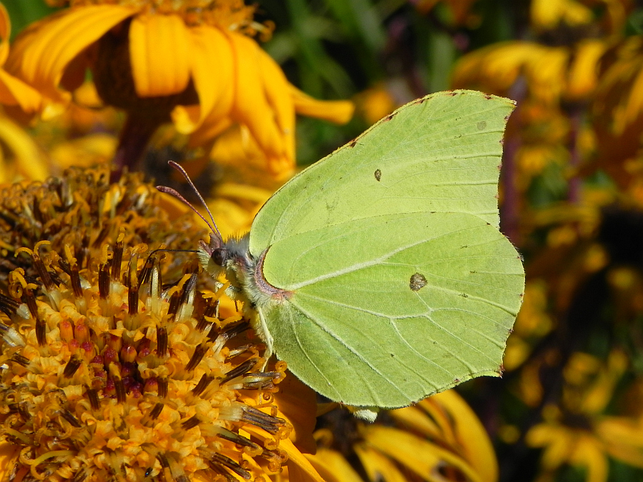 Latolistek cytrynek (Gonepteryx rhamni)