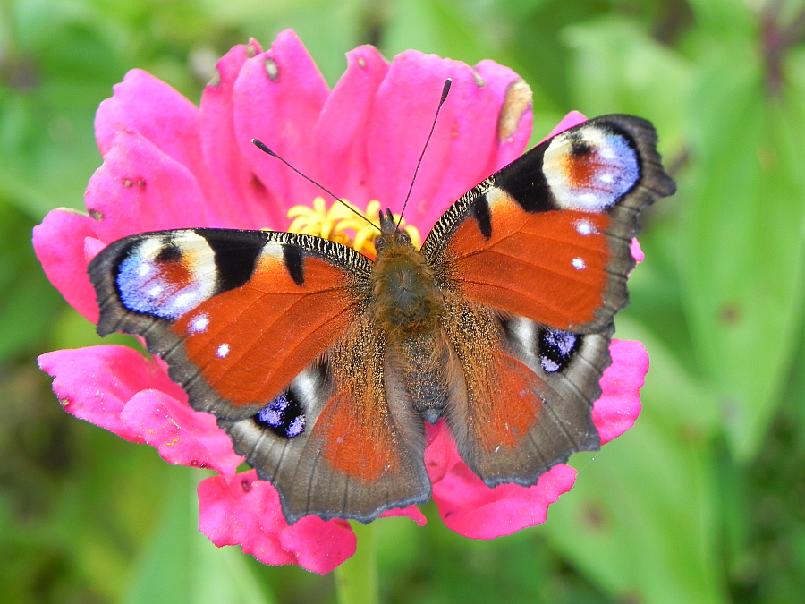 Rusałka pawik (Inachis io)