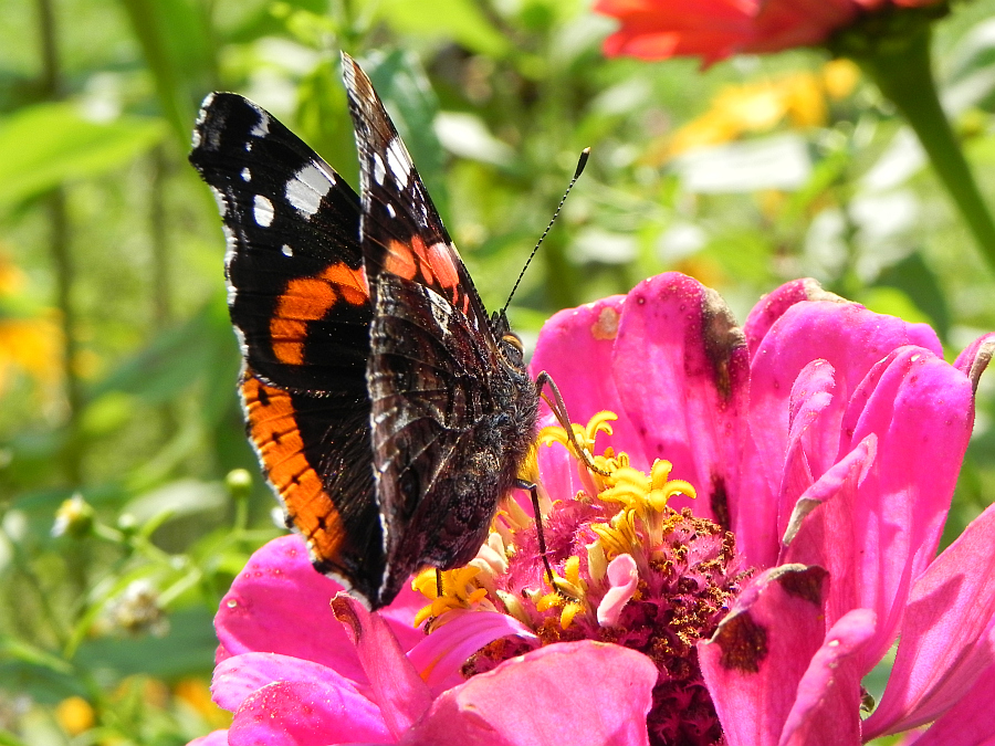 Rusałka admirał (Vanessa atalanta)