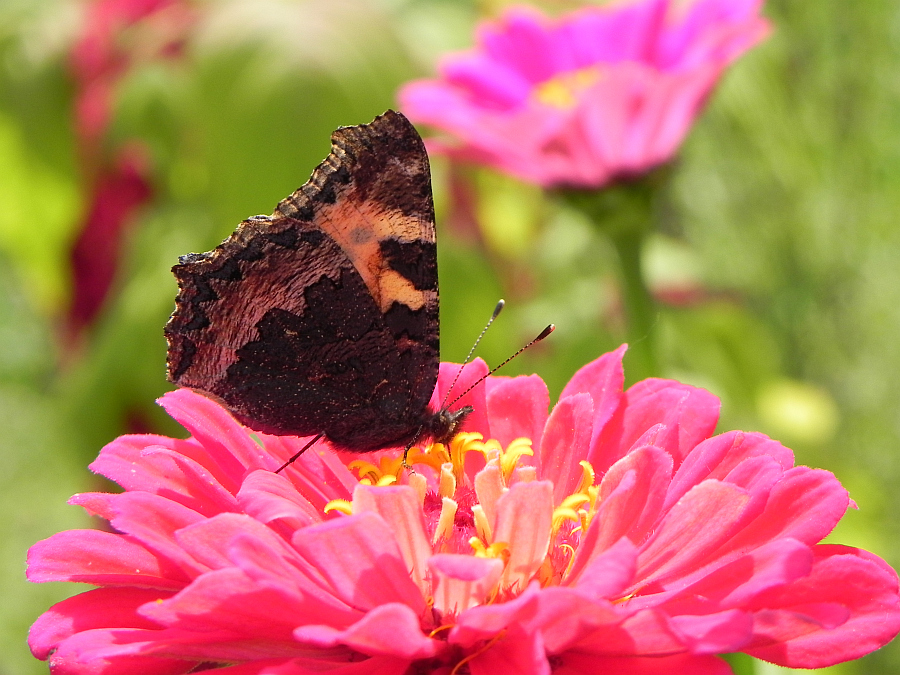 Rusałka pokrzywnik (Aglais urticae)