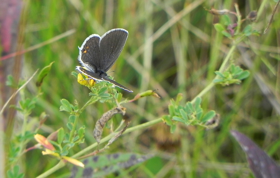 Modraszek argiades (Cupido argiades)