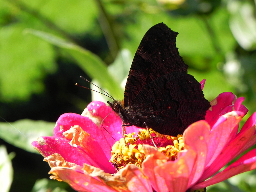 Rusałka pawik (Inachis io)