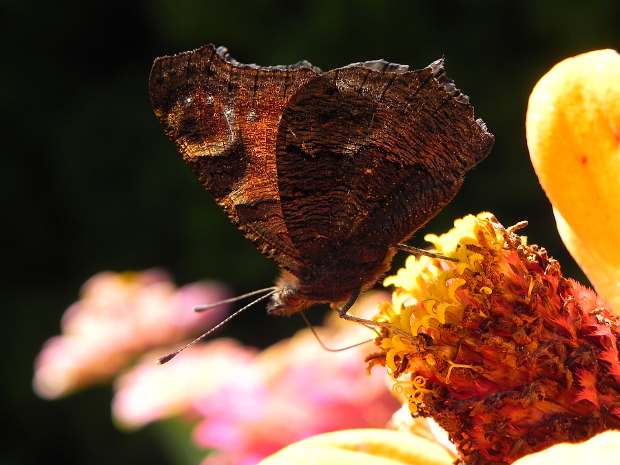 Rusałka pawik (Inachis io)