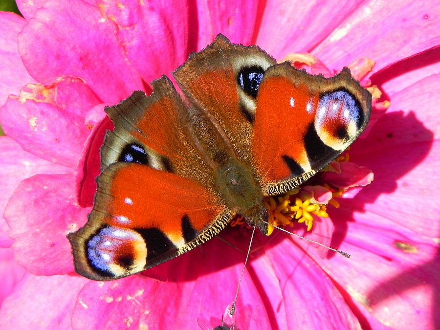 Rusałka pawik (Inachis io)