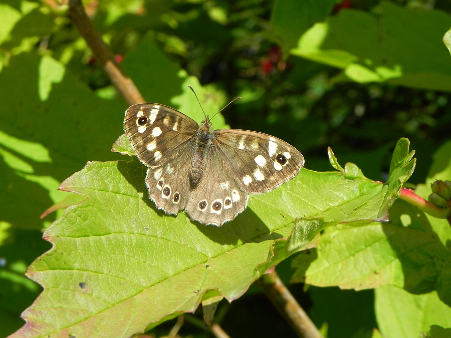 Osadnik egeria (Pararge aegeria)