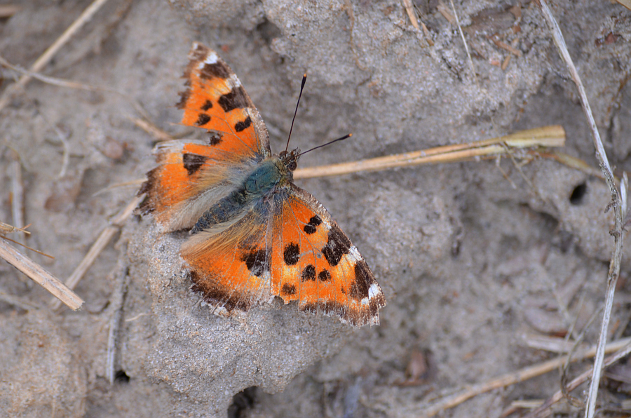 Rusałka drzewoszek (Nymphalis xanthomelas)
