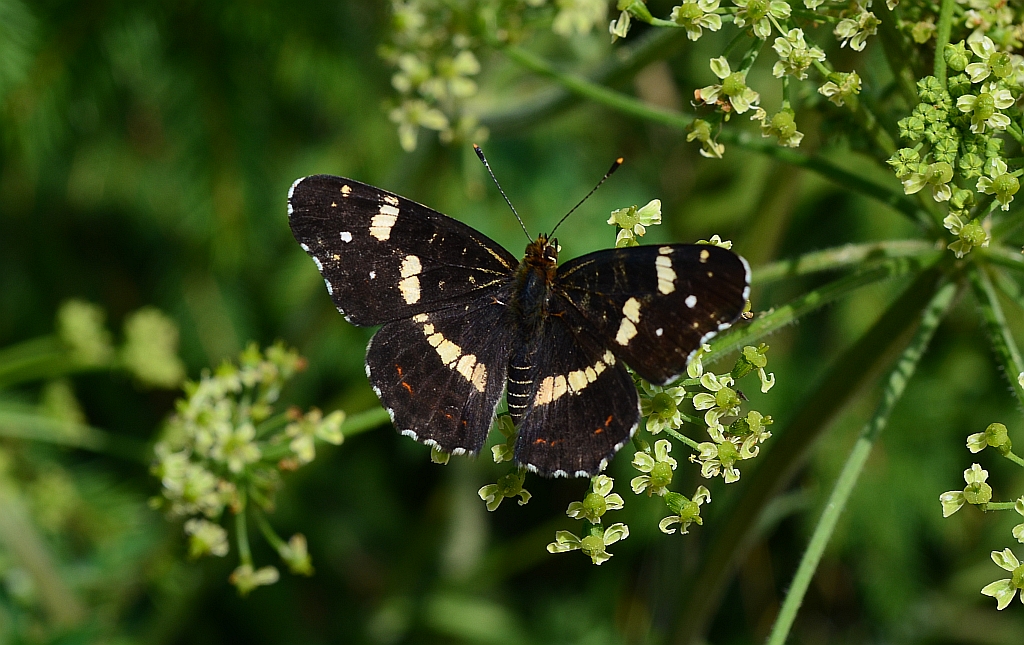 Rusałka kratkowiec (Araschnia levana)