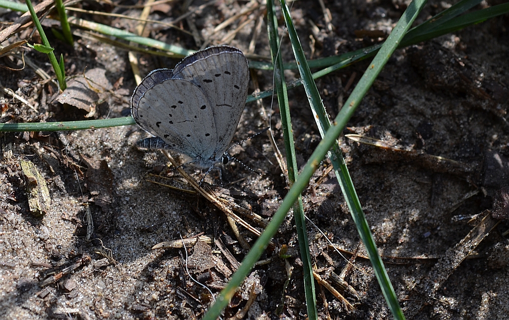 Modraszek wieszczek (Celastrina argiolus)