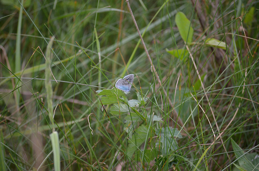 Modraszek aleksis (Glaucopsyche alexis)