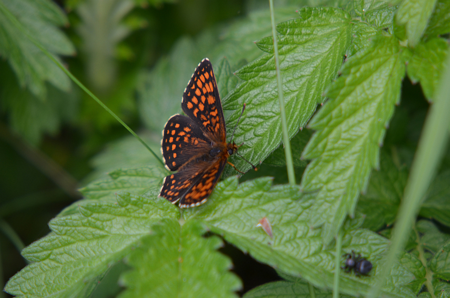 Przeplatka aurelia (Melitaea aurelia)