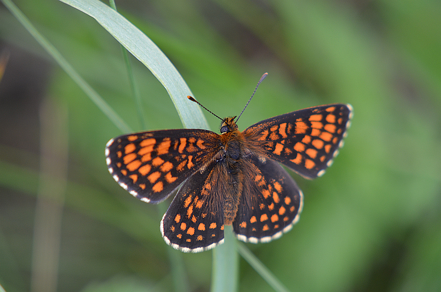 Przeplatka aurelia (Melitaea aurelia)