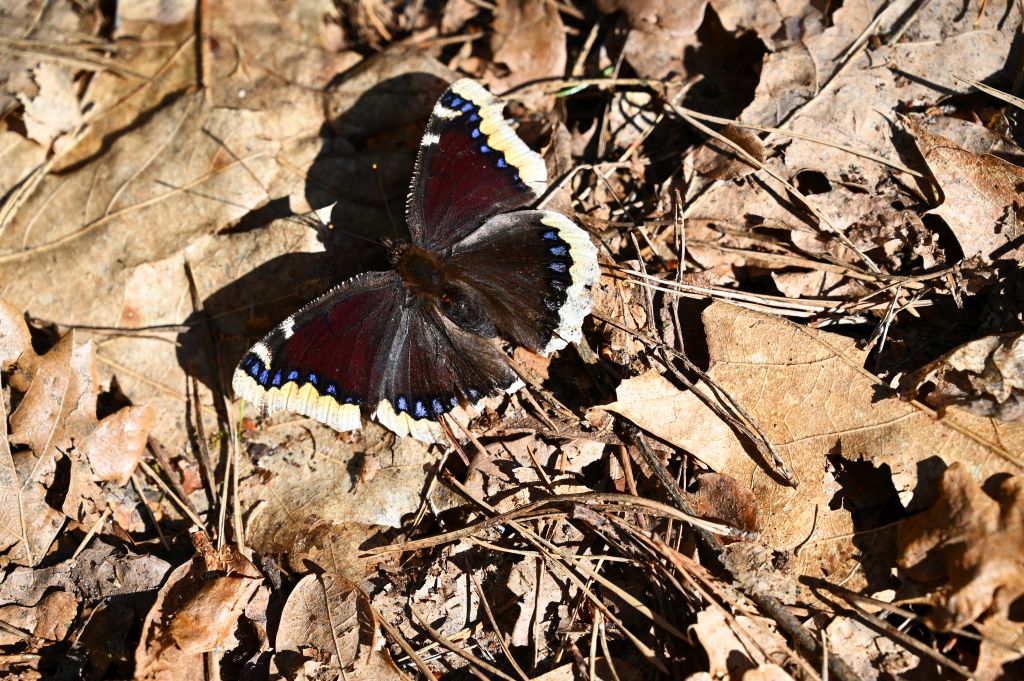 Rusałka żałobnik (Nymphalis antiopa)