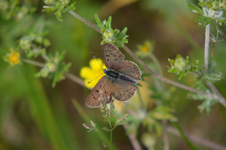 Czerwończyk uroczek (Lycaena tityrus)