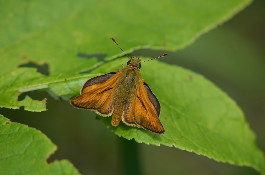 Karłątek leśny, karłątek ceglasty (Thymelicus sylvestris)