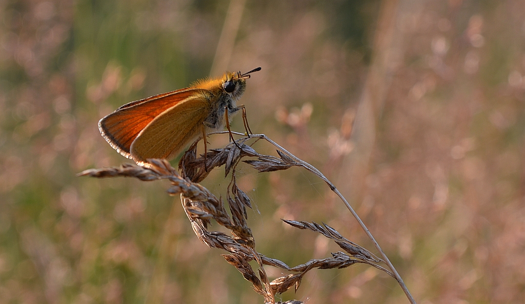 Karłątek ryska, karłątek tarninowy (Thymelicus lineola syn. Adopaea lineola)
