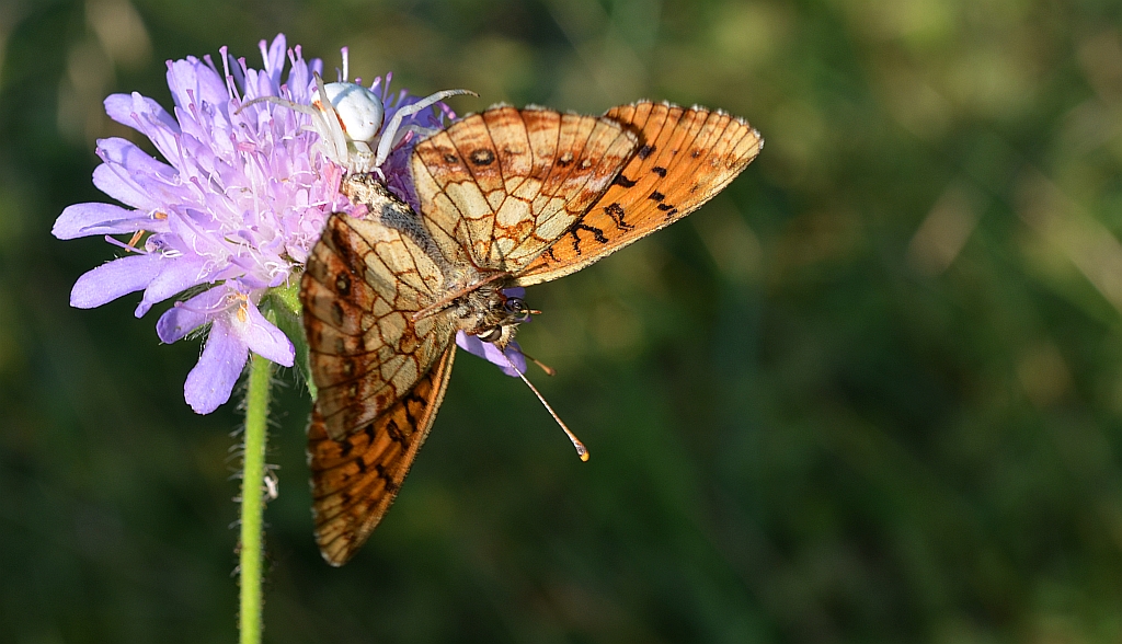 Dostojka ino (Brenthis ino)