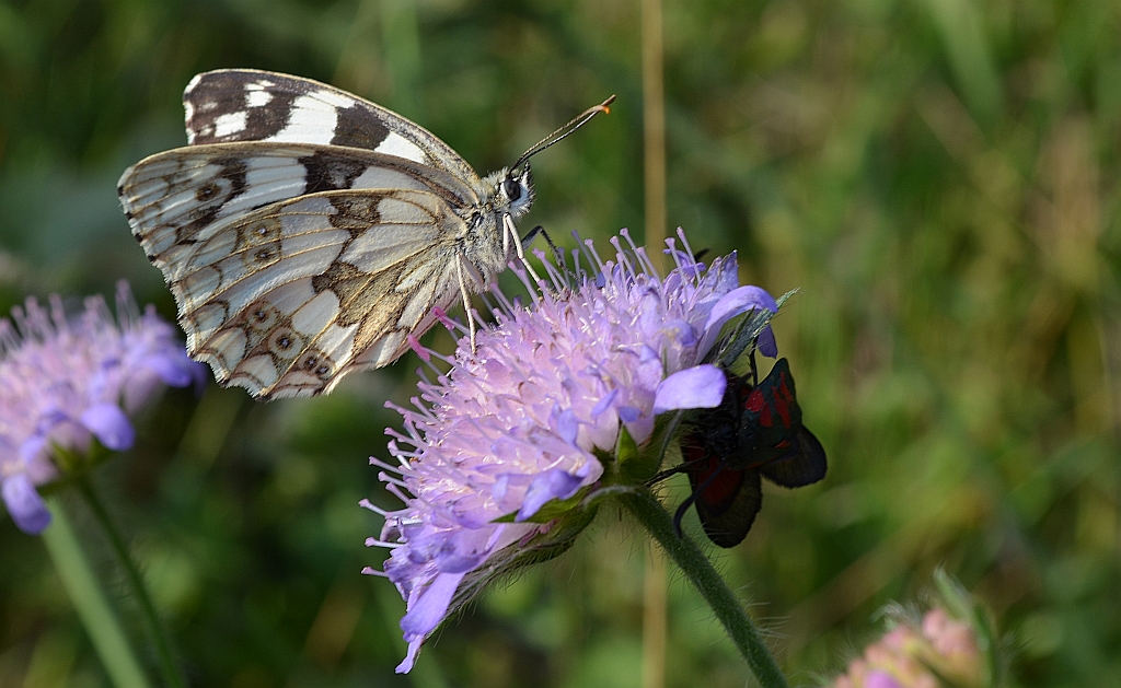 Polowiec szachownica (Melanargia galathea syn. Agapetes galathea)