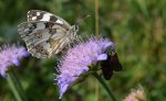 Polowiec szachownica (Melanargia galathea syn. Agapetes galathea)