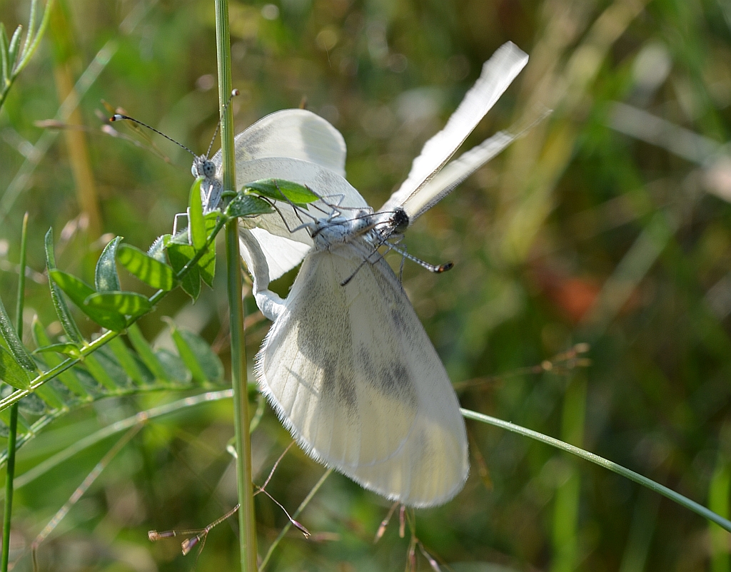 Wietek gorczycznik (Leptidea sinapis)