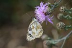 Polowiec szachownica (Melanargia galathea)