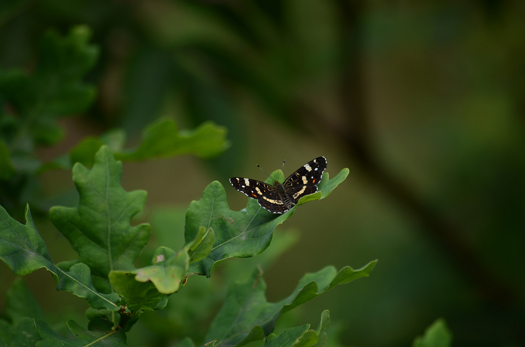 Rusałka kratnik (Arashnia levana)