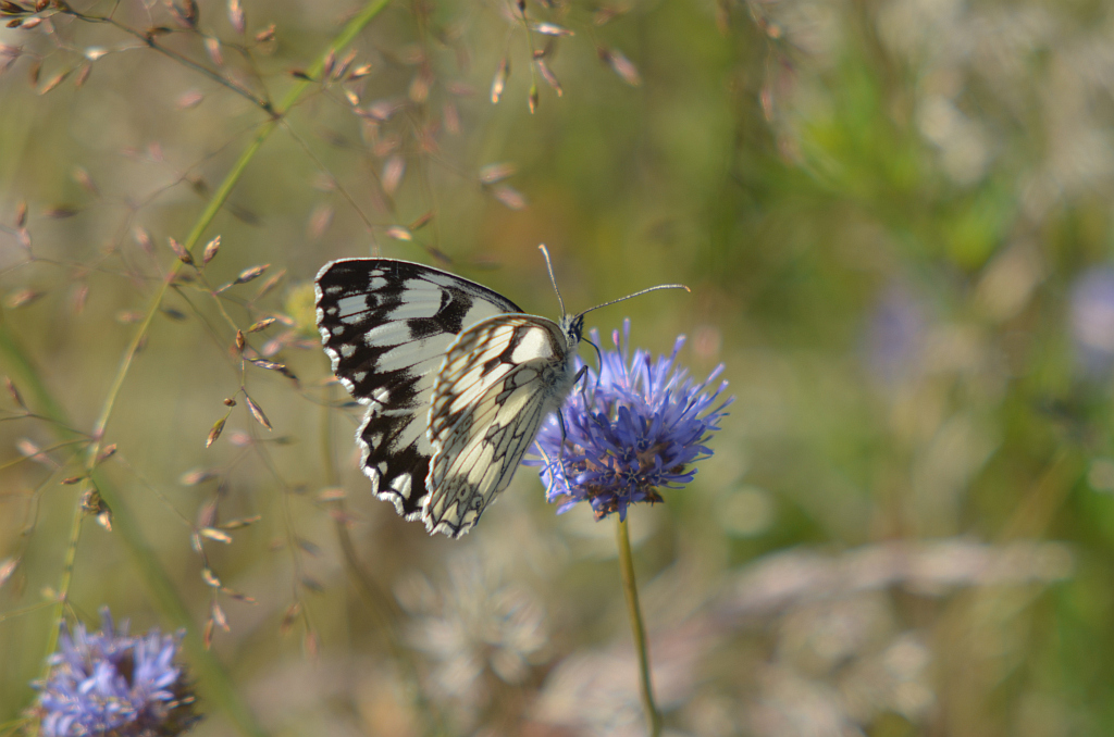 Polowiec szachownica (Melanargia galathea)
