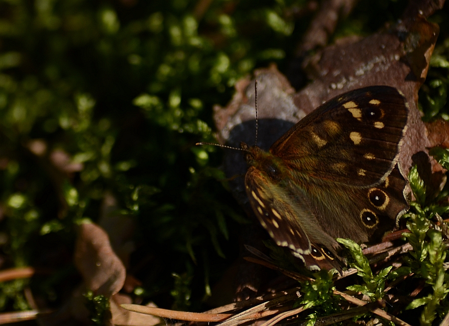 Osadnik egeria (Pararge aegeria)