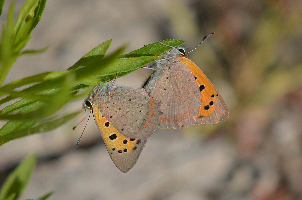 Czerwończyk żarek (Lycaena phlaeas syn. Lycaena phlaeoides)