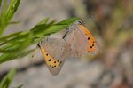 Czerwończyk żarek (Lycaena phlaeas syn. Lycaena phlaeoides)