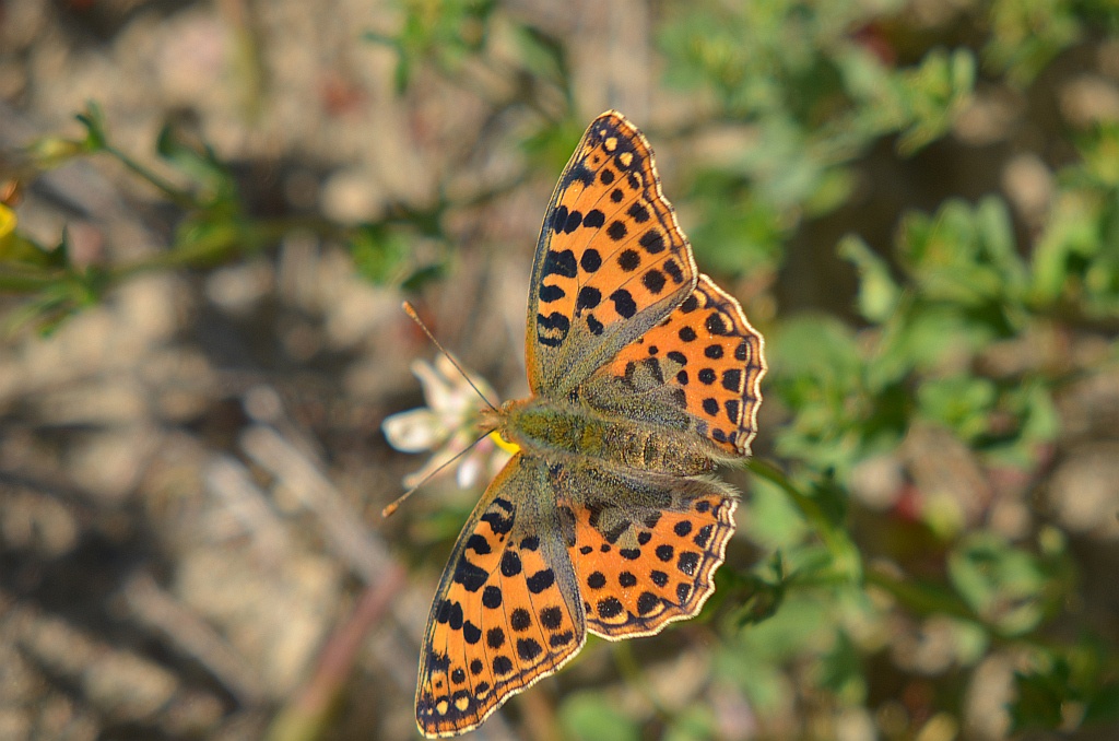 Dostojka latonia (Issoria lathonia)