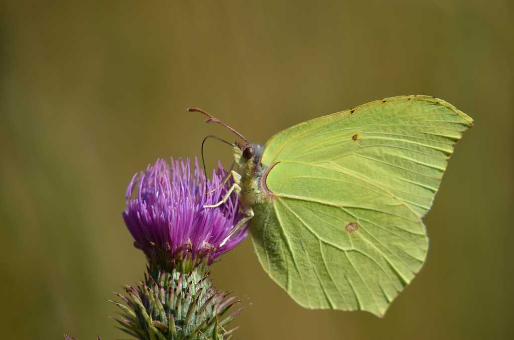 Listkowiec cytrynek (Gonepteryx rhamni)