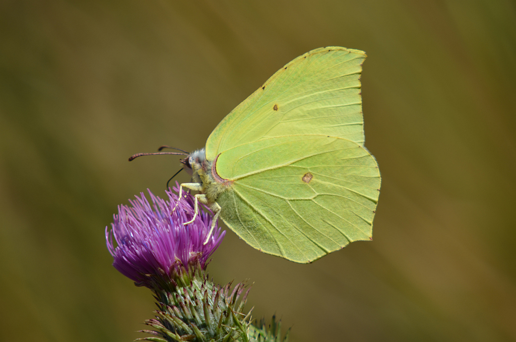Listkowiec cytrynek (Gonepteryx rhamni)