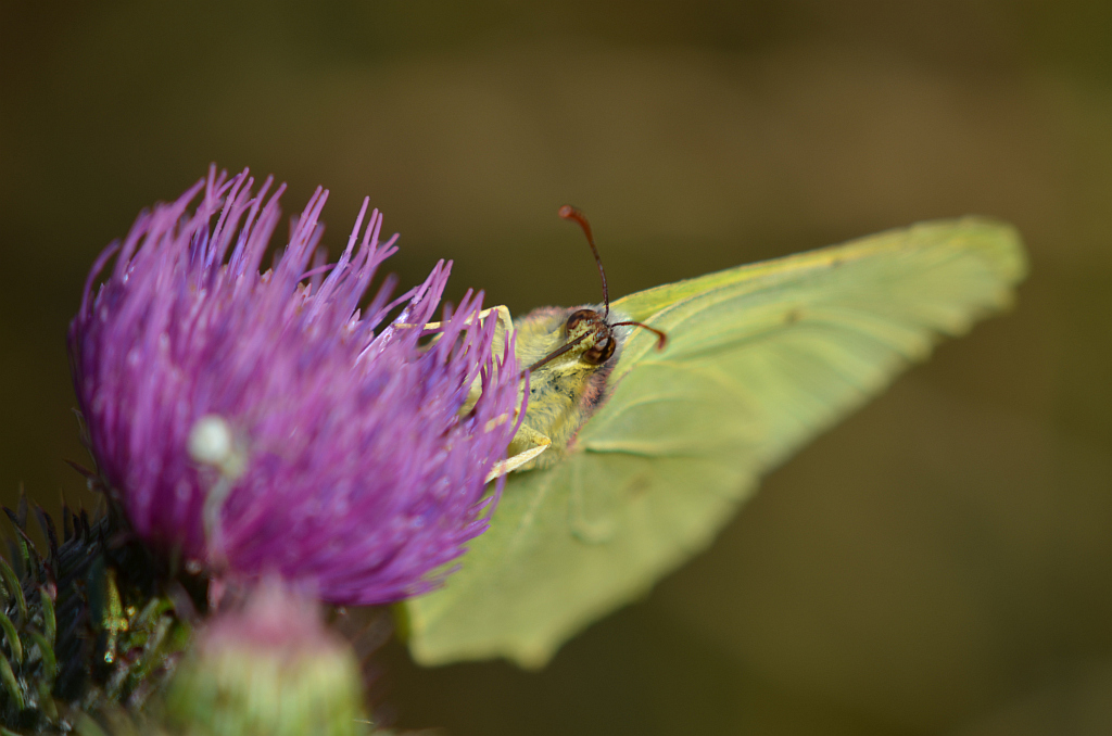 Listkowiec cytrynek (Gonepteryx rhamni)